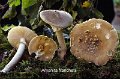 Amanita franchetii-amf198-1